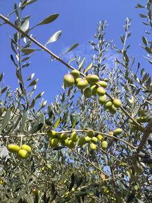 橄榄树,岁月静好的象征与传承